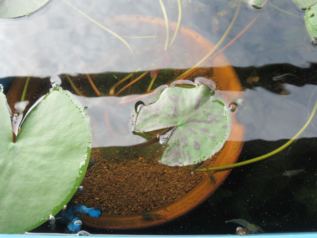 水面に残ったメダカのエサを掻き掻きしてくれる意外な掃除屋さん 虎ノ門虎之助のベランダ ラボラトリー Ft メダカ