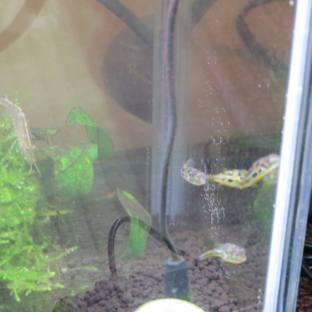 熱帯魚水槽 アベニーパファーを飼う 虎ノ門虎之助のベランダ ラボラトリー Ft メダカ 熱帯魚水槽 アベニーパファーを飼う 虎ノ門虎之助のベランダ ラボラトリー Ft メダカ