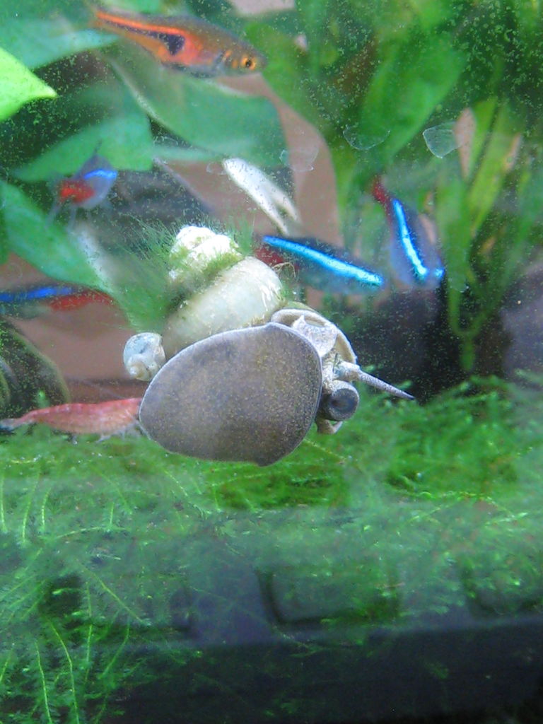 熱帯魚写真館 虎ノ門虎之助のベランダ ラボラトリー Ft メダカ