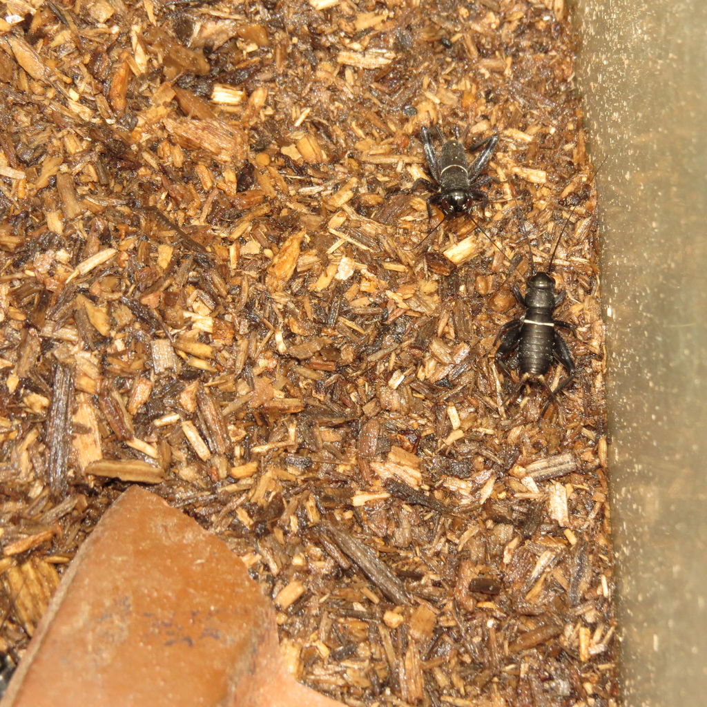 マルカン 鈴虫のエサ 徳用