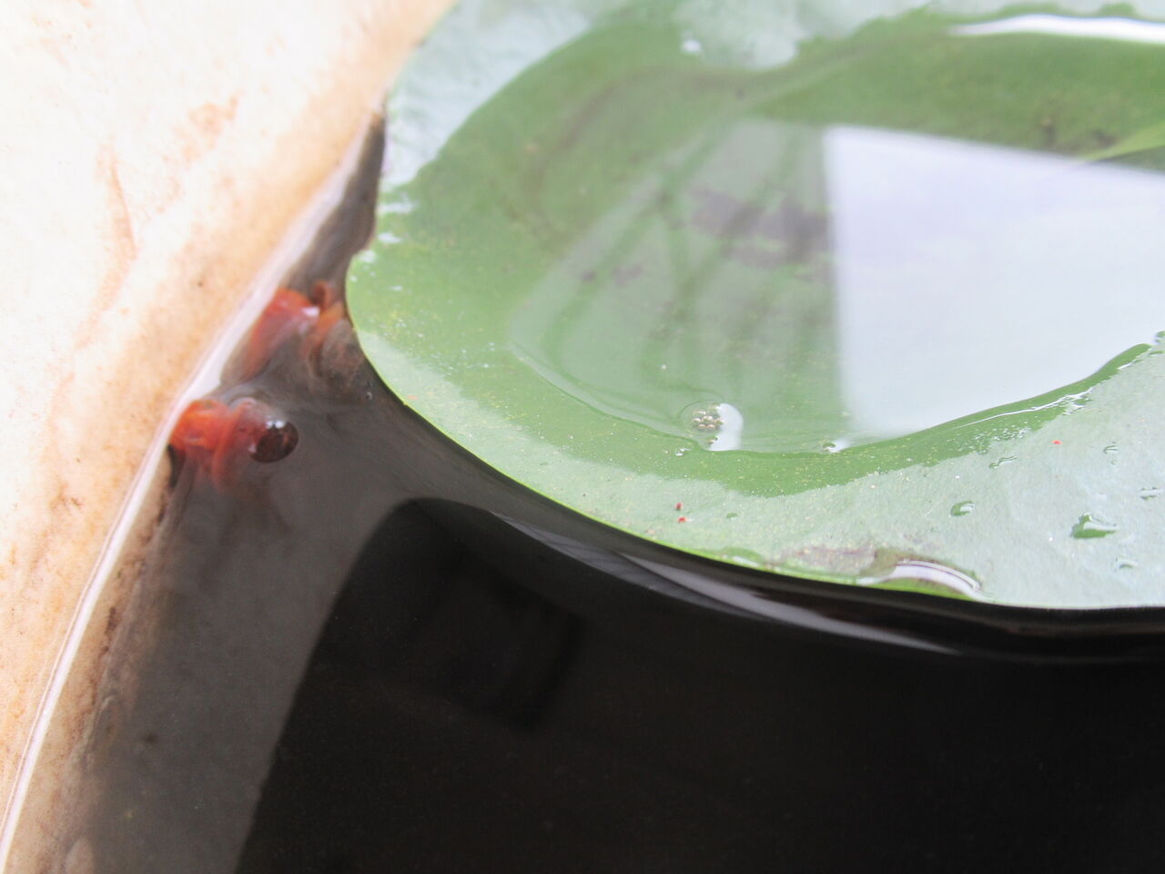 驚異 ヒメタニシ カワニナを凌駕するスネールの繁殖力 虎ノ門虎之助のベランダ ラボラトリー Ft メダカ