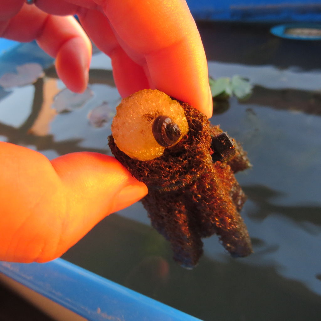 メダカの稚魚とタニシの稚貝発見 と暑い中での運動会 虎ノ門虎之助のベランダ ラボラトリー Ft メダカ