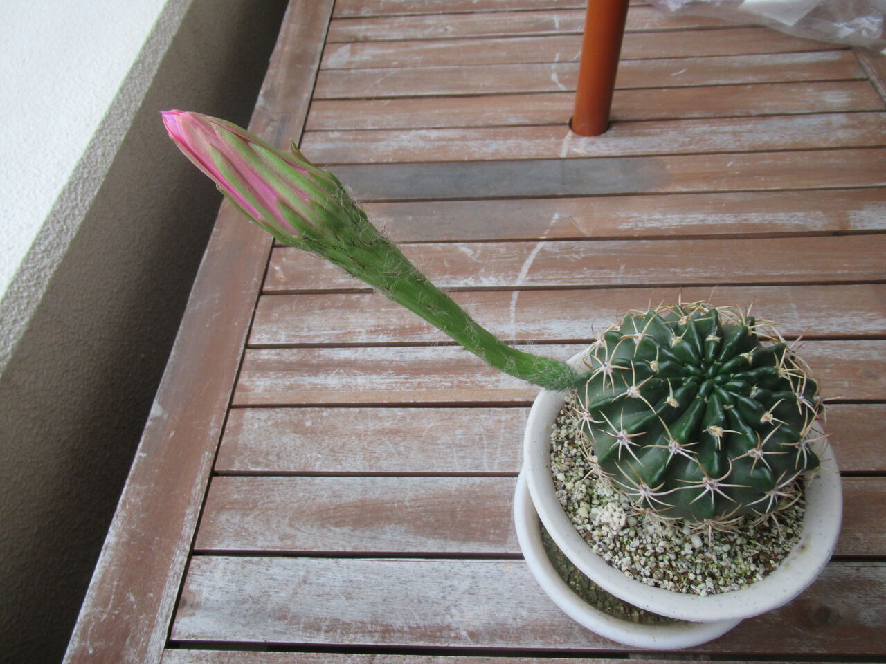 フェロカクタス属のサボテン 金盛丸 の花が咲く 金盛丸の育て方 虎ノ門虎之助のベランダ ラボラトリー Ft メダカ