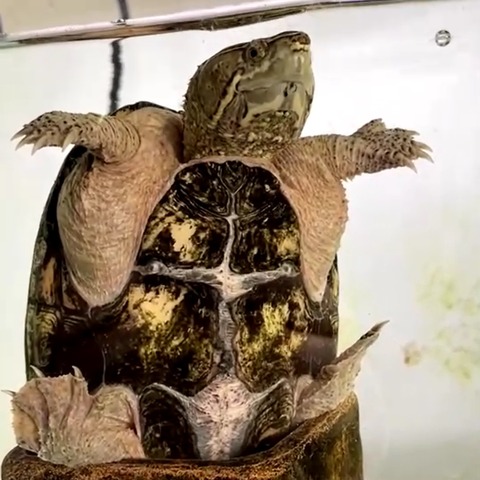 ミッピーちゃん