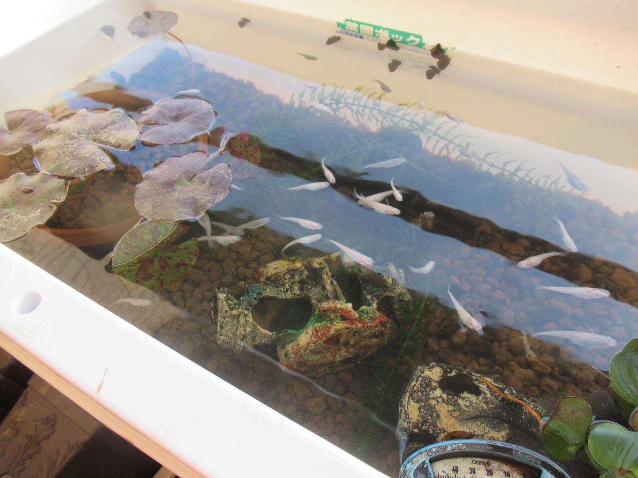 メダカが懐く 懐かない 慣れる 慣れない 怖がる 怖がらない の話 虎ノ門虎之助のベランダ ラボラトリー Ft メダカ