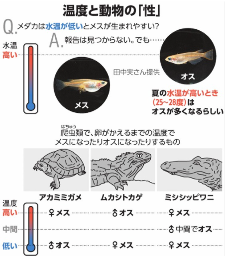 温度と動物の「性」