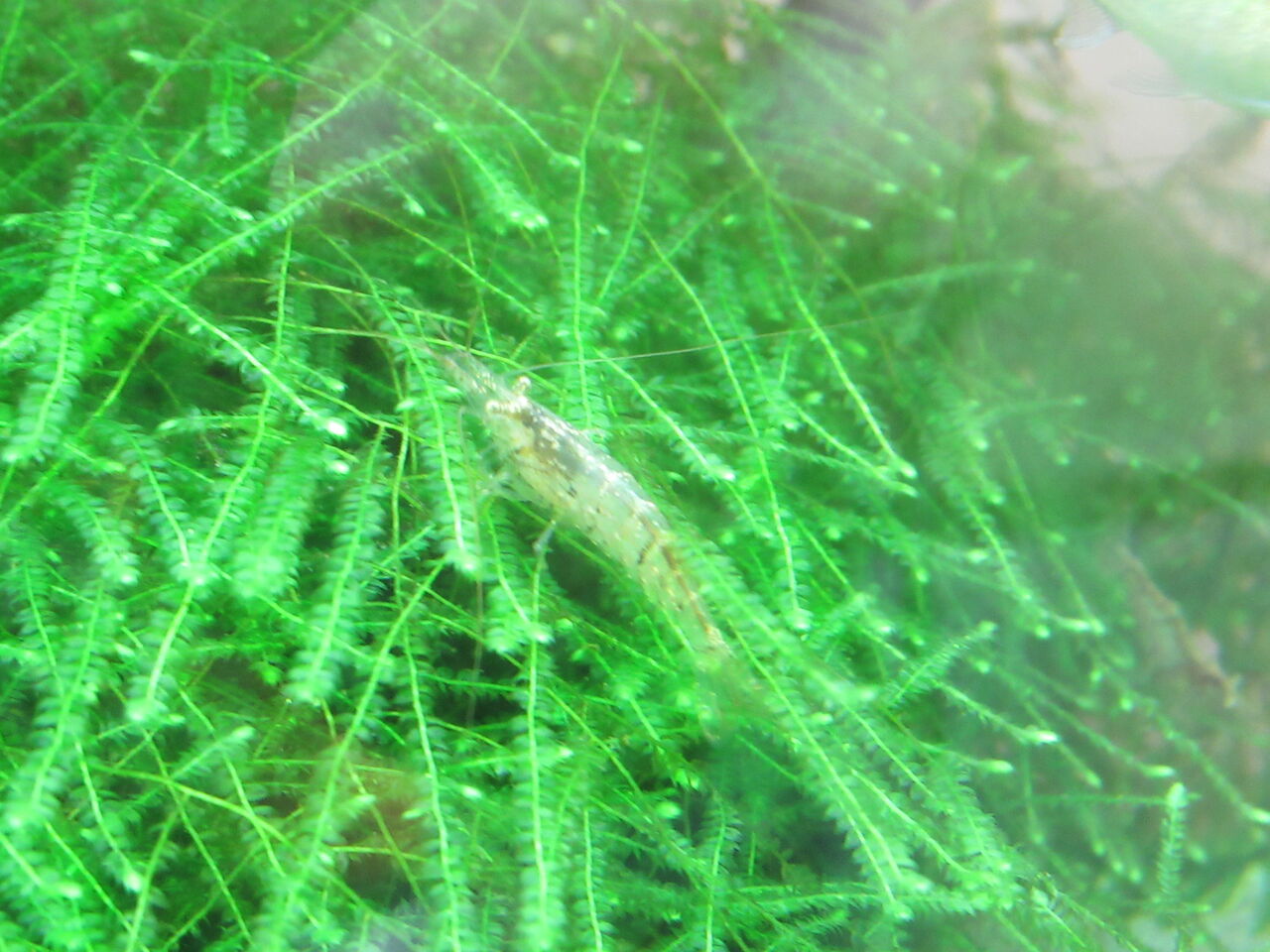 熱帯魚水槽 生存率がいい アルジー ライムシュリンプを飼う 虎ノ門虎之助のベランダ ラボラトリー Ft メダカ