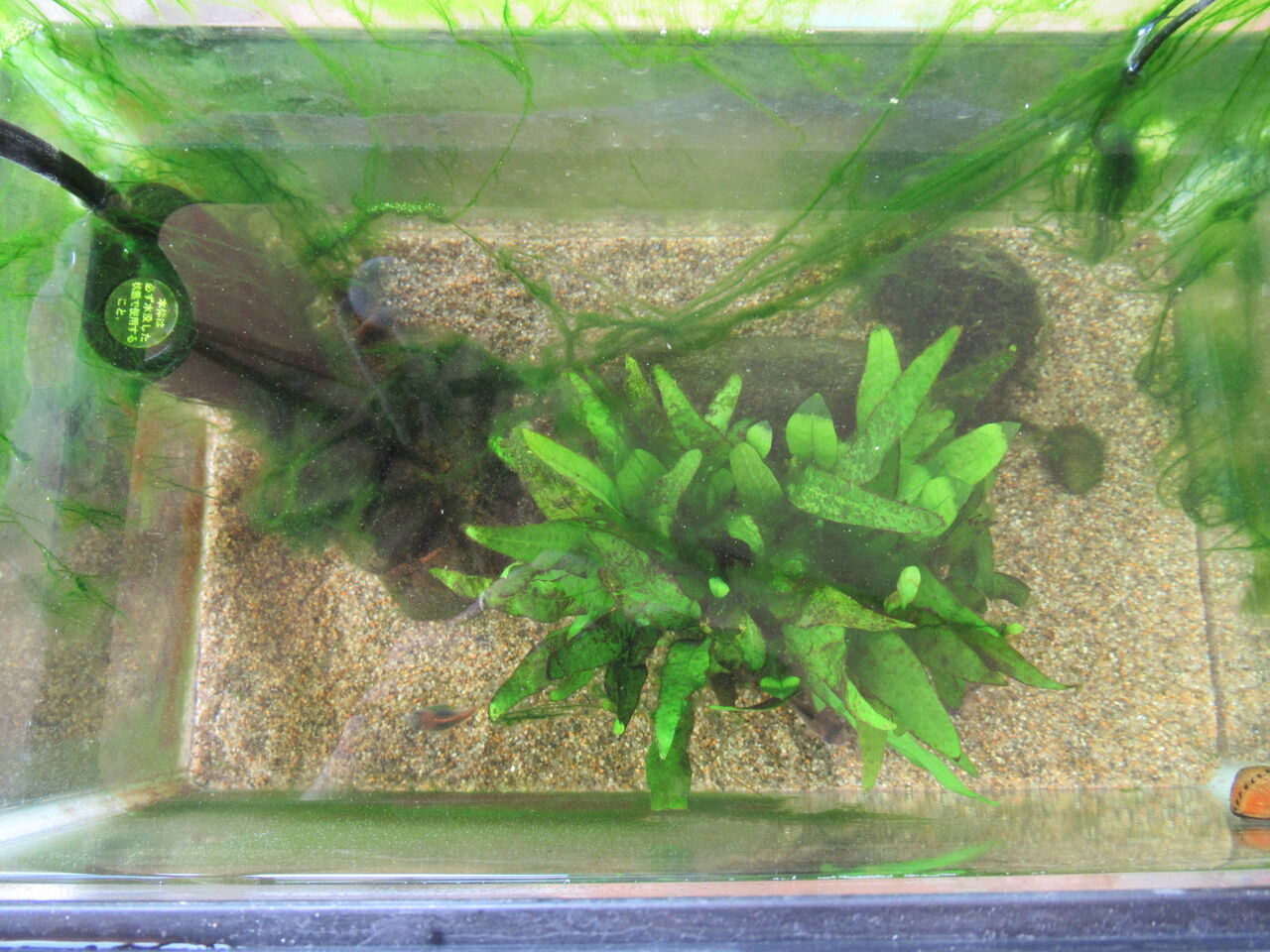 熱帯魚水槽 水草捨てて水質のバランスが崩れてコケだらけを改善する 虎ノ門虎之助のベランダ ラボラトリー Ft メダカ