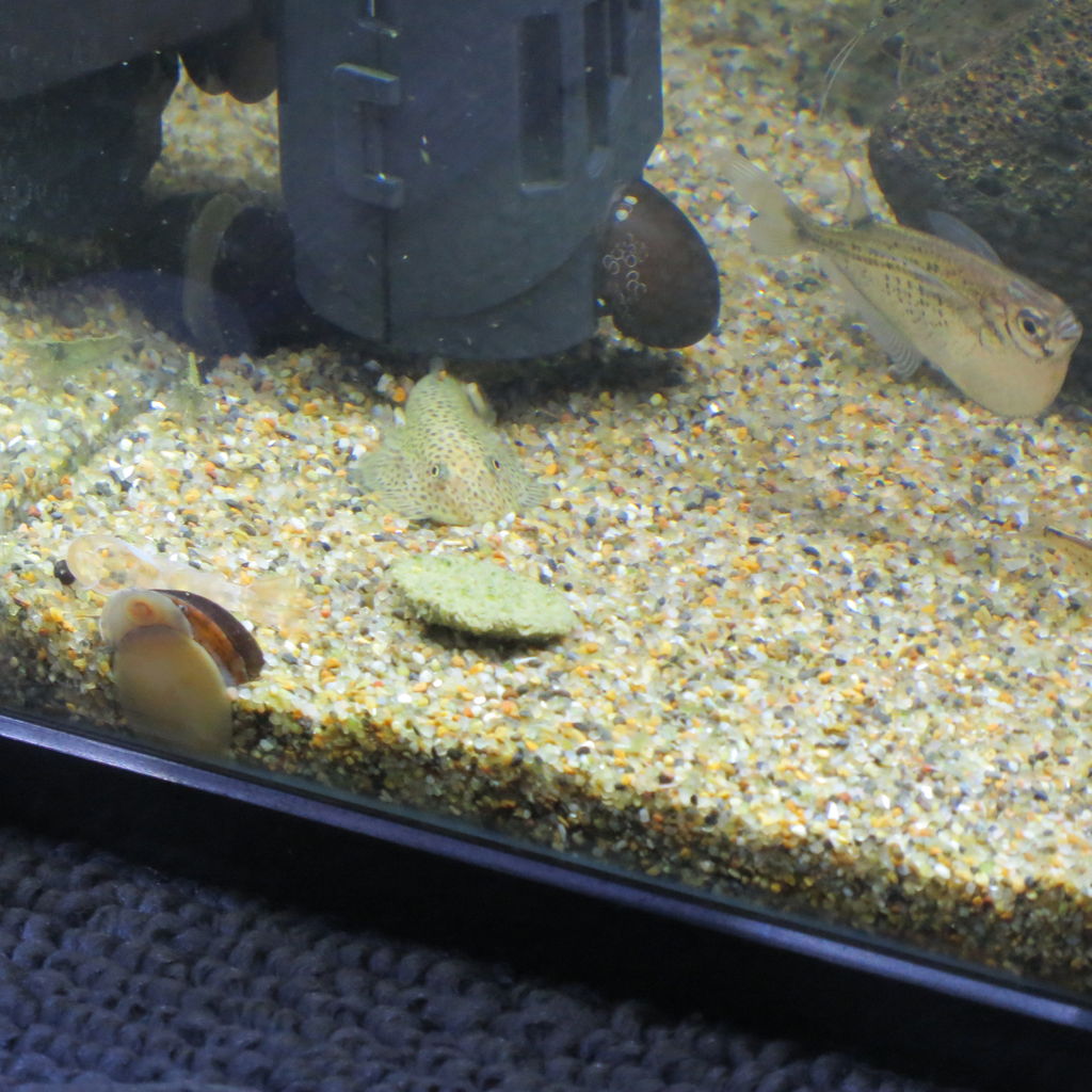 はげ 費用 まっすぐにする チャイナ プレコ Palmsjapan Org