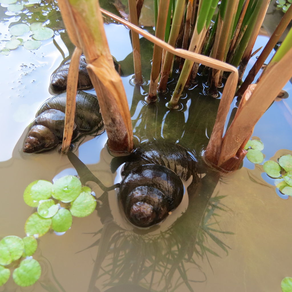 オオタニシを飼ってみる 虎ノ門虎之助のベランダ ラボラトリー Ft メダカ