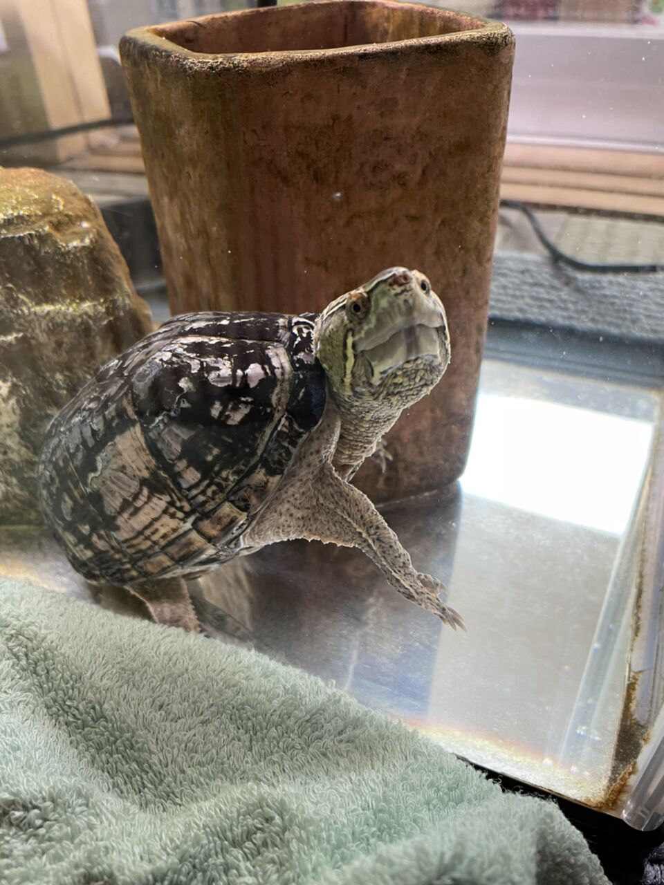 ミシシッピニオイガメのミッピーちゃん ７７ 食欲不振と便秘 寄生虫を動物病院で診察後の巻 虎ノ門虎之助のベランダ ラボラトリー Ft メダカ
