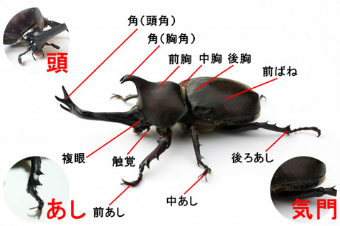 カブトムシ部位