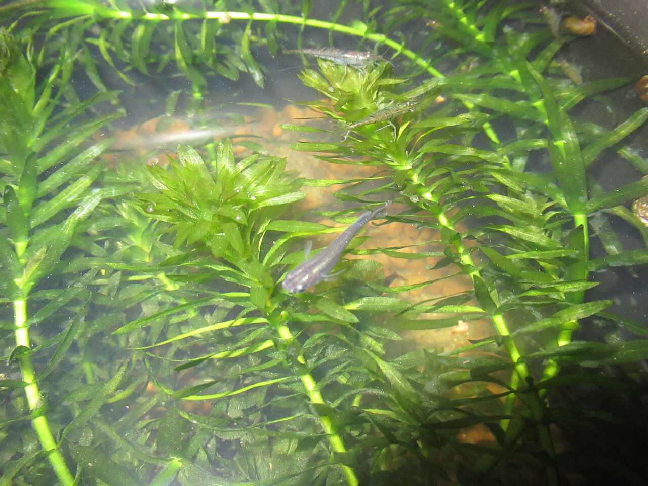メダカの種類を語る 虎ノ門虎之助のベランダ ラボラトリー Ft メダカ メダカの種類を語る 虎ノ門虎之助のベランダ ラボラトリー Ft メダカ