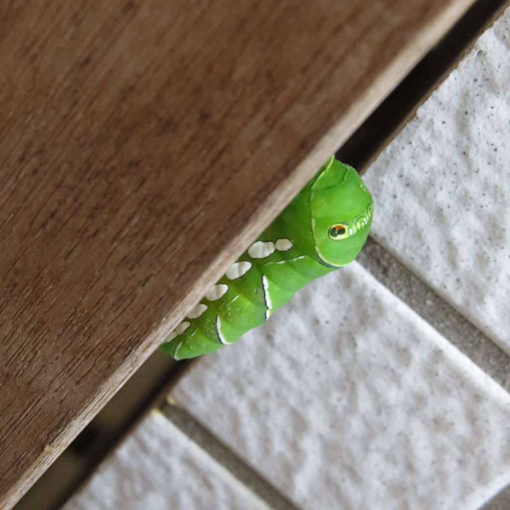 アゲハチョウの幼虫が蛹になる 歩く歩く 虎ノ門虎之助のベランダ ラボラトリー Ft メダカ アゲハチョウの幼虫が蛹になる 歩く歩く 虎ノ門虎之助のベランダ ラボラトリー Ft メダカ