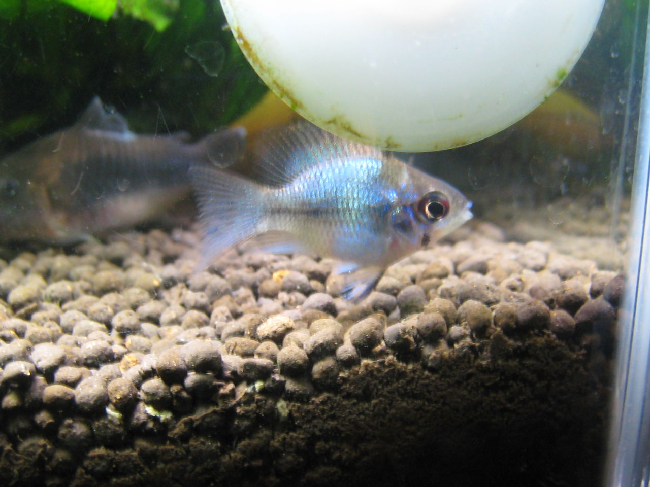 熱帯魚水槽へ新しい仲間 虎ノ門虎之助のベランダ ラボラトリー Ft メダカ 熱帯魚水槽へ新しい仲間 虎ノ門虎之助のベランダ ラボラトリー Ft メダカ