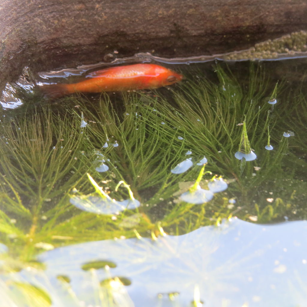 決してひとりでは見ないでください メダカや金魚などのアンモニア中毒死 虎ノ門虎之助のベランダ ラボラトリー Ft メダカ