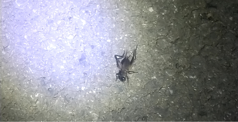 昆虫2