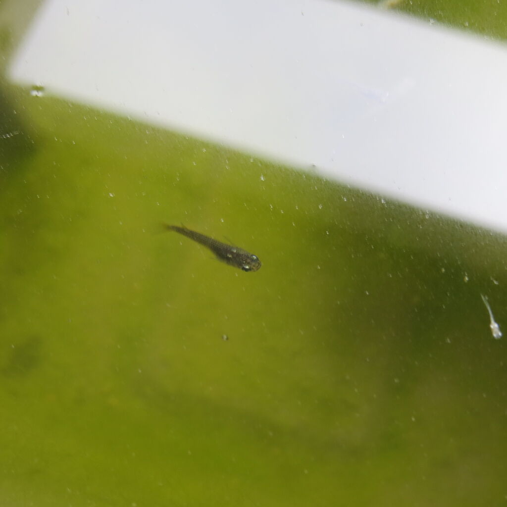 メダカ 小さな淡水魚 虎ノ門虎之助のベランダ ラボラトリー Ft メダカ メダカ 小さな淡水魚 虎ノ門虎之助のベランダ ラボラトリー Ft メダカ