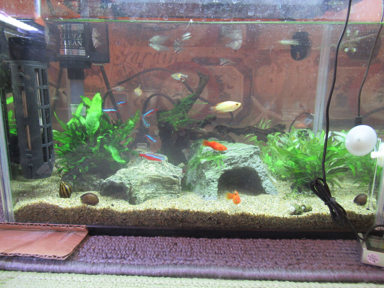 熱帯魚 水槽の水替え 大掃除とゴールデンハニーレッド ドワーフグラミーの死 虎ノ門虎之助のベランダ ラボラトリー Ft メダカ