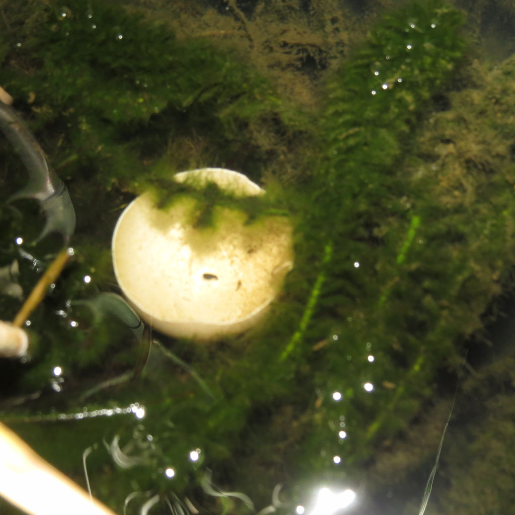 エビ 貝 虎ノ門虎之助のベランダ ラボラトリー Ft メダカ