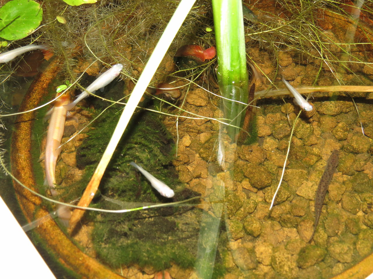 初心者向け マドジョウ ヒドジョウ シマドジョウの育て方 虎ノ門虎之助のベランダ ラボラトリー Ft メダカ