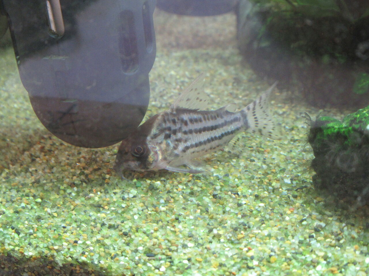 熱帯魚水槽 グリーンファイアー テトラとコリドラス シュワルツィを迎える 虎ノ門虎之助のベランダ ラボラトリー Ft メダカ