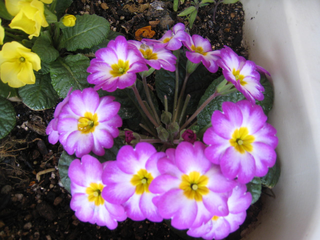 プリムラジュリアン 開花ラッシュ一旦停止 虎ノ門虎之助のベランダ ラボラトリー Ft メダカ プリムラジュリアン 開花ラッシュ一旦停止 虎ノ門虎之助のベランダ ラボラトリー Ft メダカ