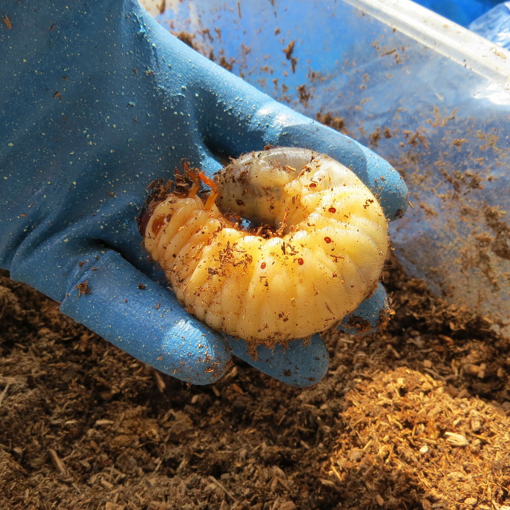恒例行事 カブトムシの春のマット交換 虎ノ門虎之助のベランダ ラボラトリー Ft メダカ 恒例行事 カブトムシの春のマット交換 虎ノ門虎之助のベランダ ラボラトリー Ft メダカ