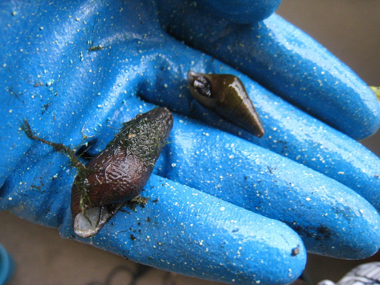 初心者向け カワニナの育て方と注意点 虎ノ門虎之助のベランダ ラボラトリー Ft メダカ