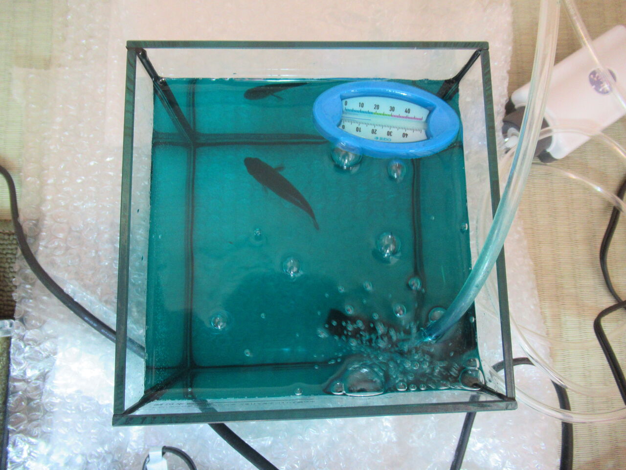 フナが白点病かツリガネムシ病に罹り薬浴治療中 その後 虎ノ門虎之助のベランダ ラボラトリー Ft メダカ フナが白点病かツリガネムシ病に罹り薬浴治療中 その後 虎ノ門虎之助のベランダ ラボラトリー Ft メダカ