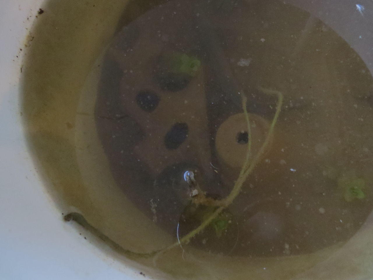 ハスが枯れる理由は何か 虎ノ門虎之助のベランダ ラボラトリー Ft メダカ