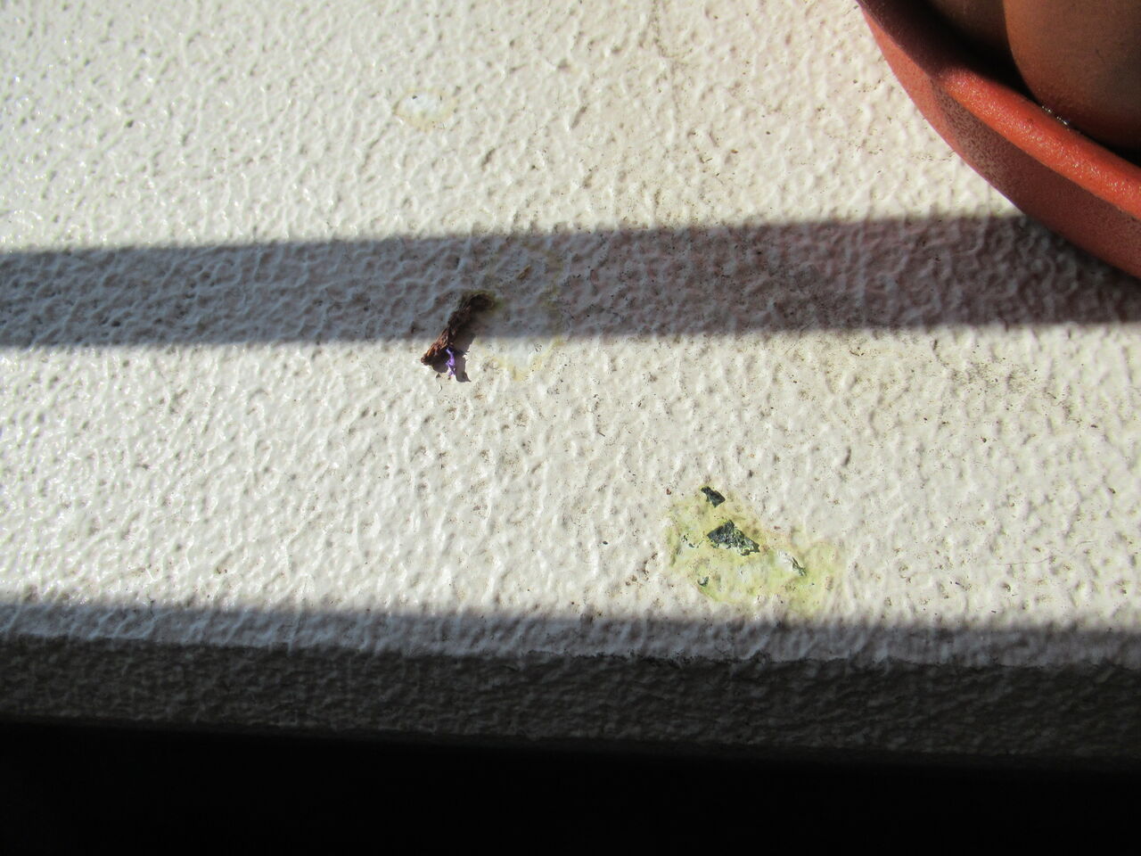 プリムラジュリアンの花が鳥に食べられる 虎ノ門虎之助のベランダ ラボラトリー Ft メダカ