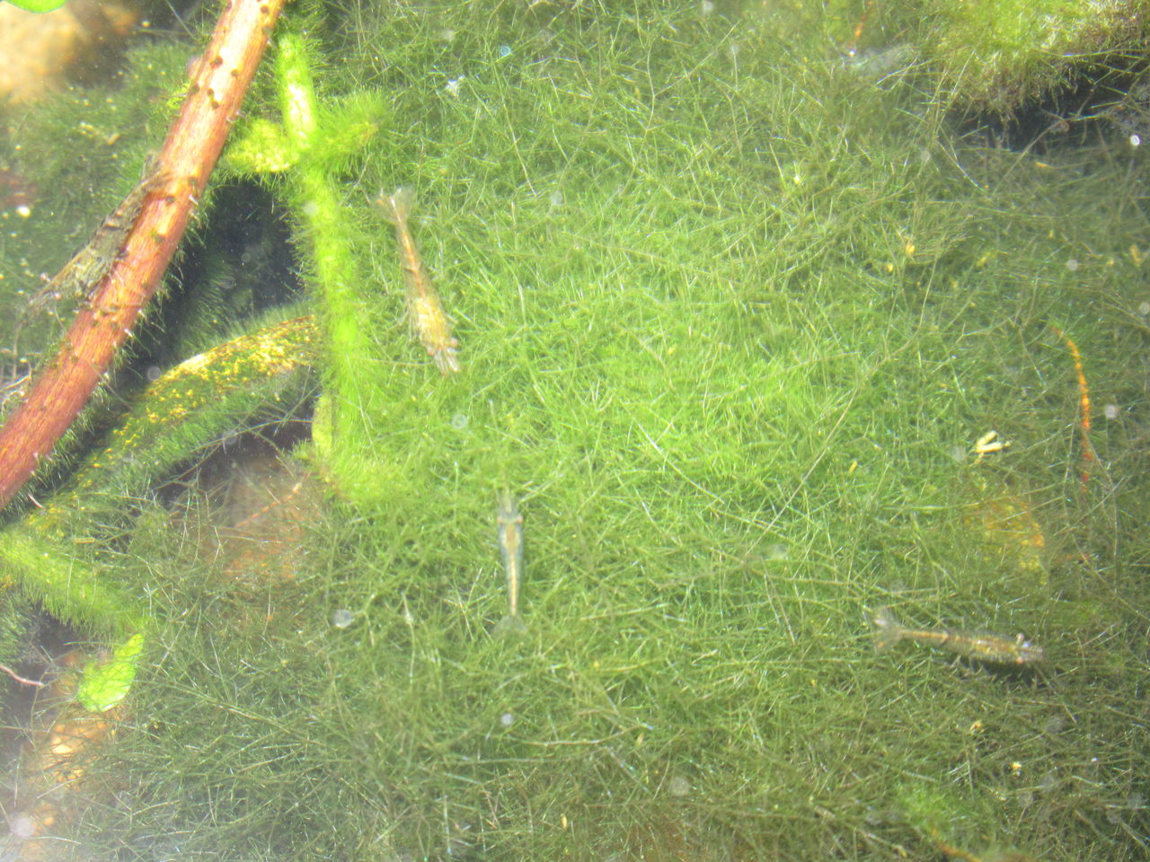なかなか難しい屋外メダカの飼い方 虎ノ門虎之助のベランダ ラボラトリー Ft メダカ なかなか難しい屋外メダカの飼い方 虎ノ門虎之助のベランダ ラボラトリー Ft メダカ