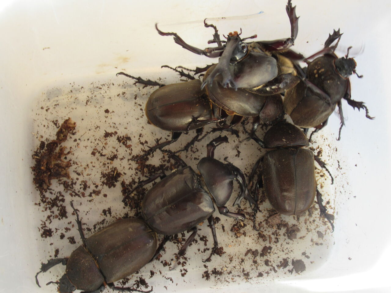 元首相銃撃事件 カブトムシが成虫に 角が曲がっている羽化不全の夏シーズン開幕 虎ノ門虎之助のベランダ ラボラトリー Ft メダカ
