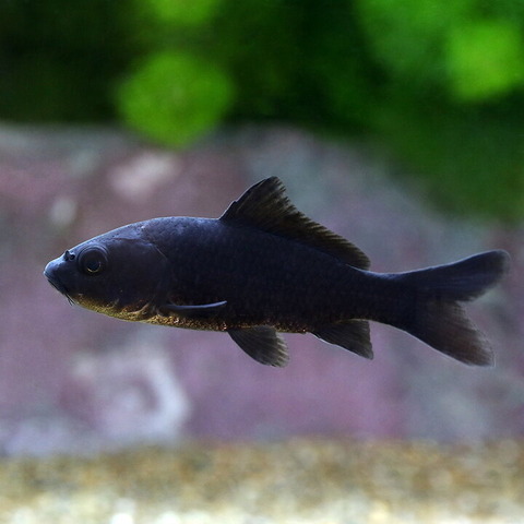 ブラックコメット