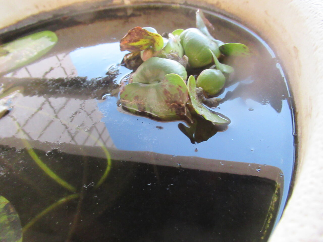 越冬危機 寅年の今年は寒くホテイ草が枯れそうです 虎ノ門虎之助のベランダ ラボラトリー Ft メダカ