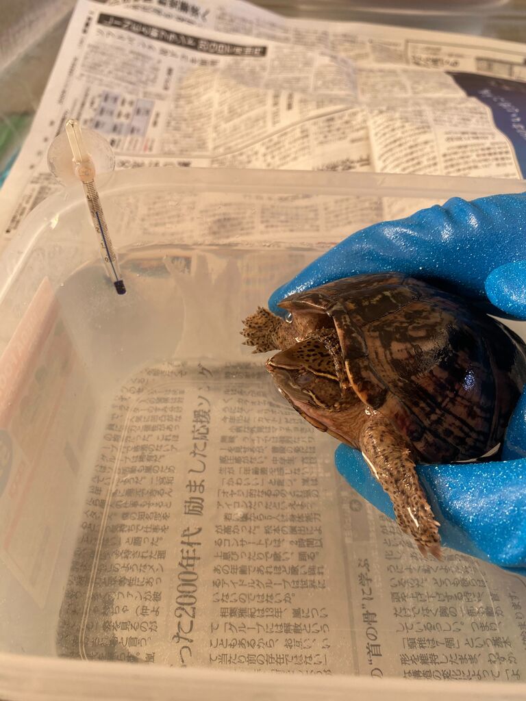 ミシシッピニオイガメの便秘と食欲の関係 そして治療 虎ノ門虎之助のベランダ ラボラトリー Ft メダカ