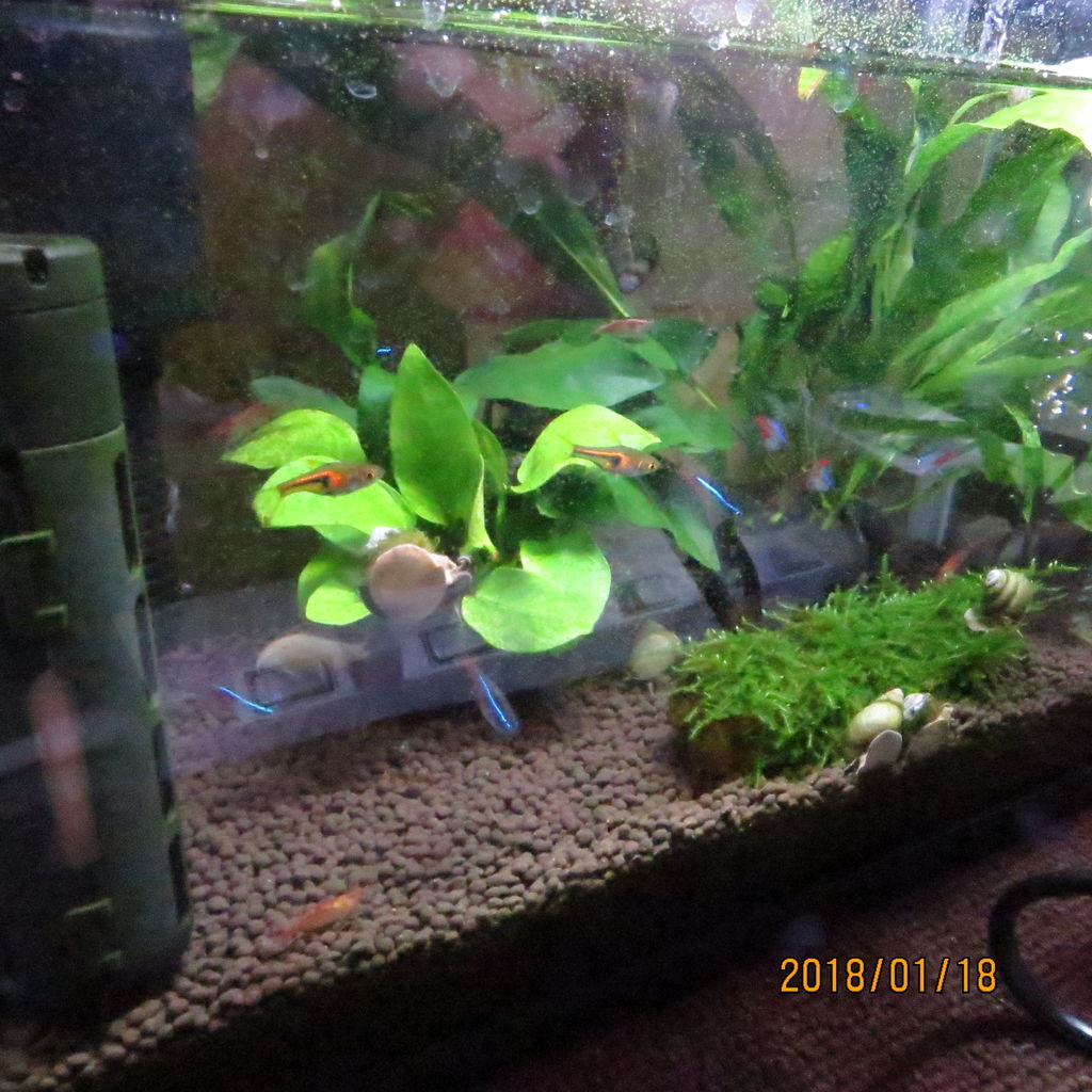 エビ 貝 虎ノ門虎之助のベランダ ラボラトリー Ft メダカ エビ 貝 虎ノ門虎之助のベランダ ラボラトリー Ft メダカ