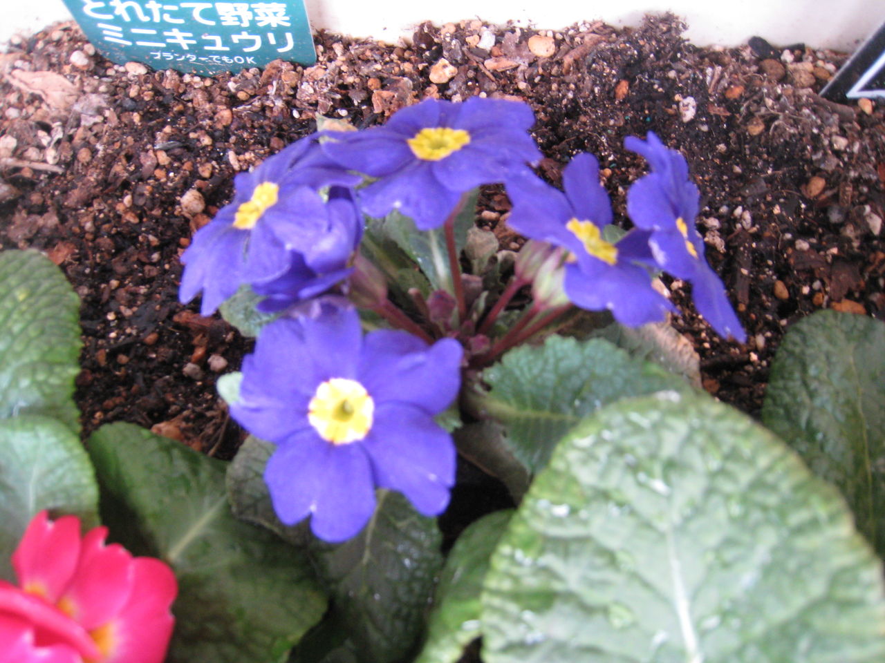 プリムラジュリアン 開花ラッシュ一旦停止 虎ノ門虎之助のベランダ ラボラトリー Ft メダカ プリムラジュリアン 開花ラッシュ一旦停止 虎ノ門虎之助のベランダ ラボラトリー Ft メダカ