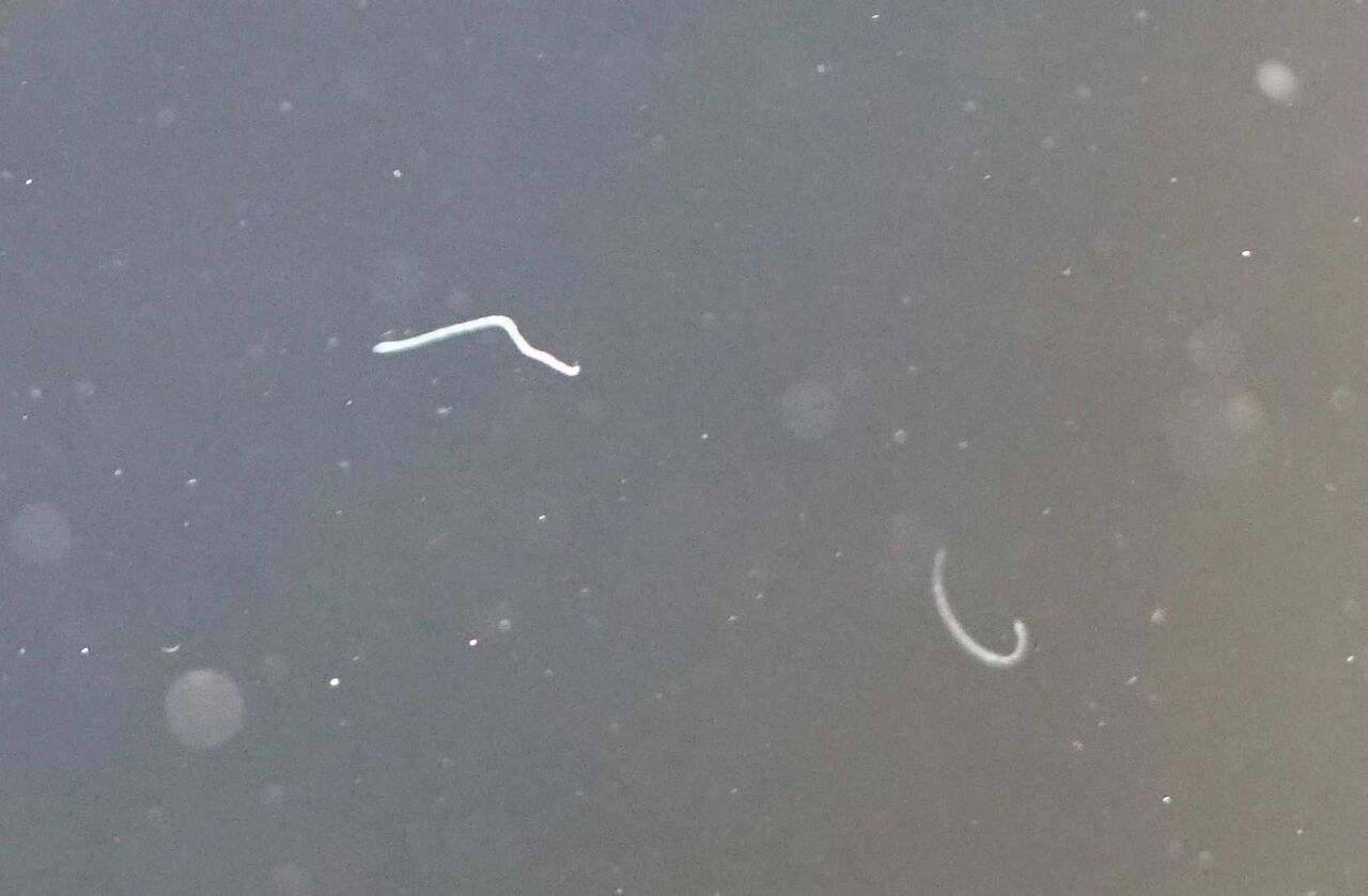 大量発生 水槽に白い虫 どんな虫 害はある 駆除は必要 ミズミミズ ミジンコ プラナリアなど白い虫一覧 虎ノ門虎之助のベランダ ラボラトリー Ft メダカ 大量発生 水槽に白い虫 どんな虫 害はある 駆除は必要 ミズミミズ ミジンコ プラナリアなど白い虫一覧 虎ノ門虎之助のベランダ ラボラトリー Ft メダカ