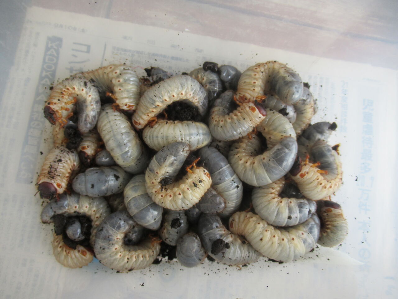 カブトムシ幼虫の糞だらけのマット交換 糞は肥料に 使い道は 虎ノ門虎之助のベランダ ラボラトリー Ft メダカ