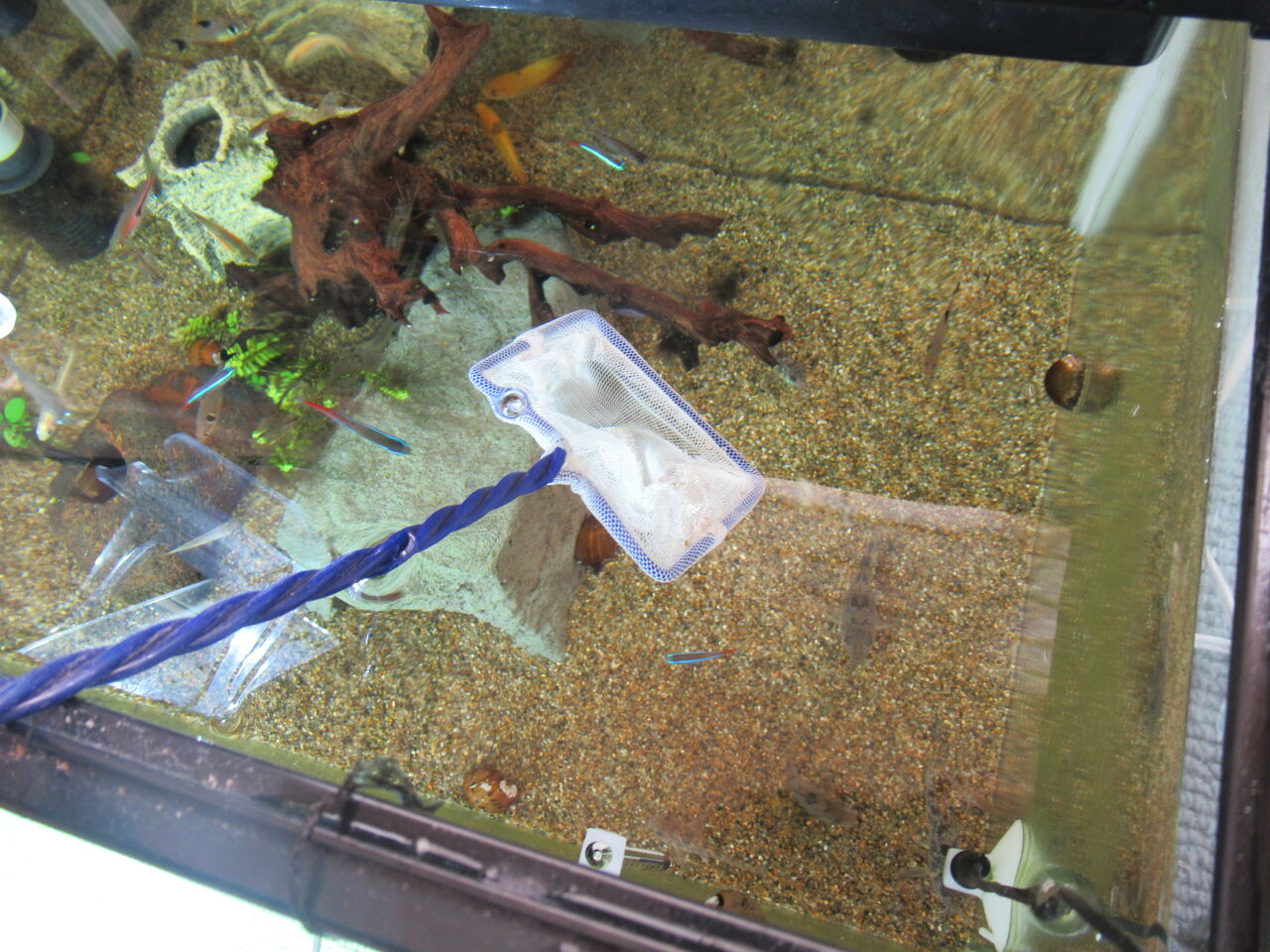 熱帯魚水槽 黒ひげゴケ 黒髭ゴケ が生えたので取り除く 虎ノ門虎之助のベランダ ラボラトリー Ft メダカ 熱帯魚水槽 黒ひげゴケ 黒髭ゴケ が生えたので取り除く 虎ノ門虎之助のベランダ ラボラトリー Ft メダカ