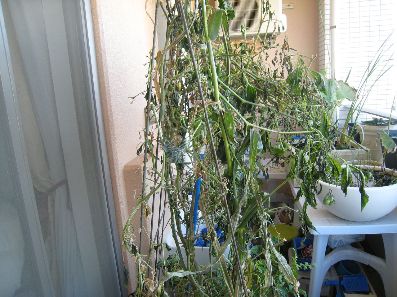 台風24号 記録的暴風被害 壊滅ビオトープ ガーデニング そのままシーズン終了へ 虎ノ門虎之助のベランダ ラボラトリー Ft メダカ 台風24号 記録的暴風被害 壊滅ビオトープ ガーデニング そのままシーズン終了へ 虎ノ門虎之助のベランダ ラボラトリー Ft メダカ