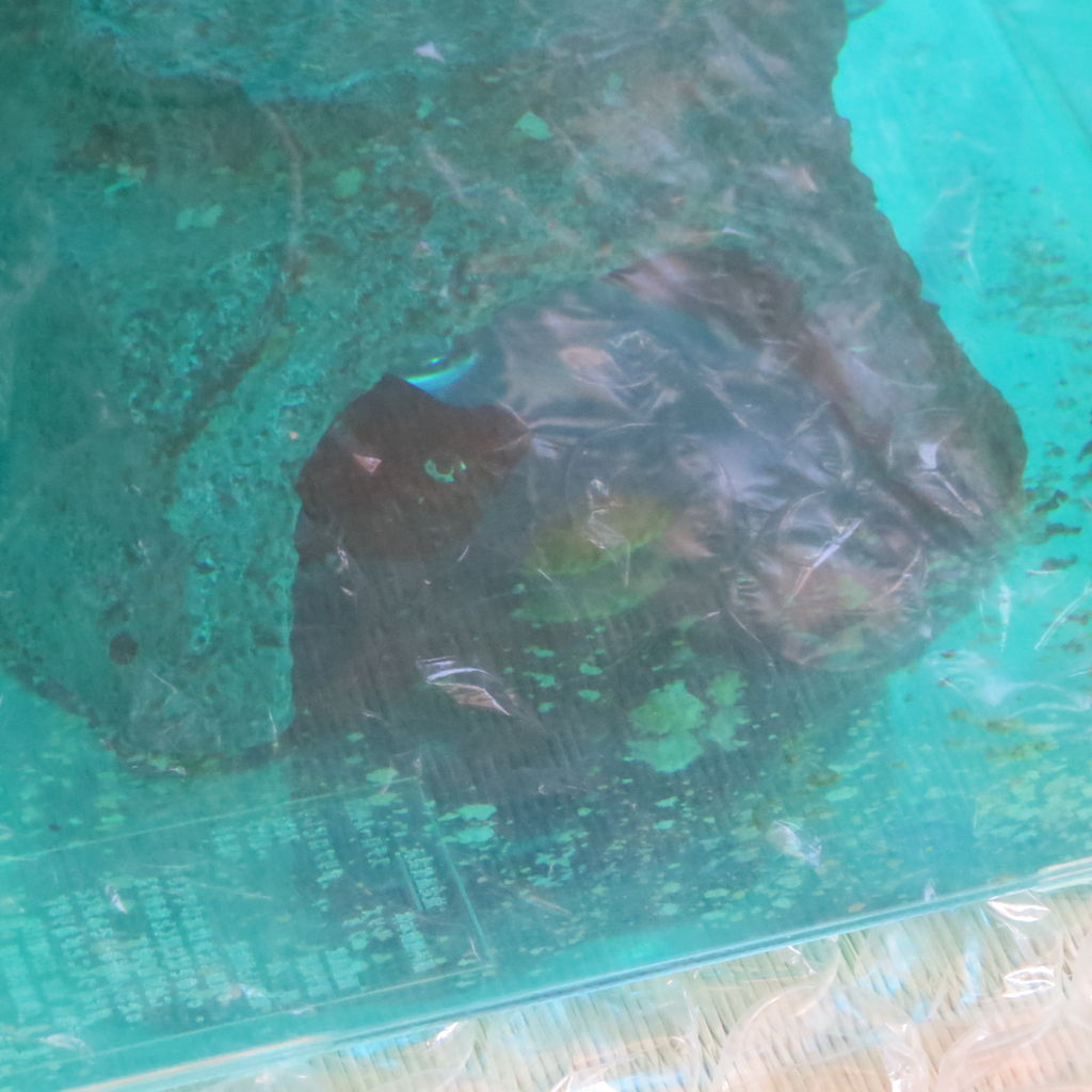 バルーン ブラックマーブルモーリーの目の治療 その後 虎ノ門虎之助のベランダ ラボラトリー Ft メダカ バルーン ブラックマーブルモーリーの目の治療 その後 虎ノ門虎之助のベランダ ラボラトリー Ft メダカ