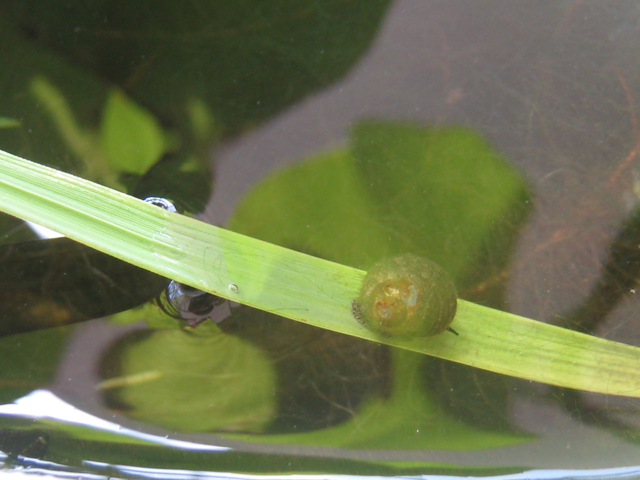 エビ 貝 虎ノ門虎之助のベランダ ラボラトリー Ft メダカ