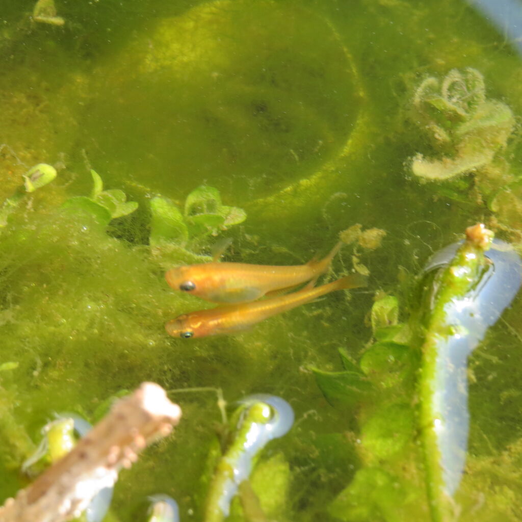 メダカが水面にいる 底にいる パクパク などの動きの話 虎ノ門虎之助のベランダ ラボラトリー Ft メダカ