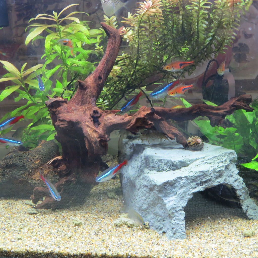 熱帯魚水槽 梅雨の時期の熱帯魚 虎ノ門虎之助のベランダ ラボラトリー Ft メダカ 熱帯魚水槽 梅雨の時期の熱帯魚 虎ノ門虎之助のベランダ ラボラトリー Ft メダカ