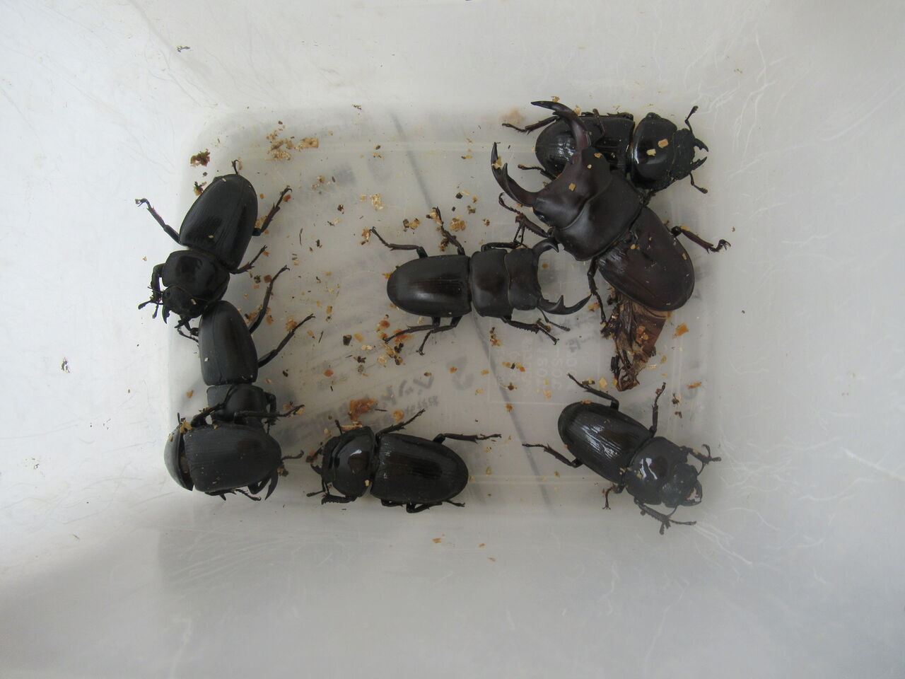 オオクワガタの掘り出しと羽化不全 そして猛暑の夏の始まり 虎ノ門虎之助のベランダ ラボラトリー Ft メダカ