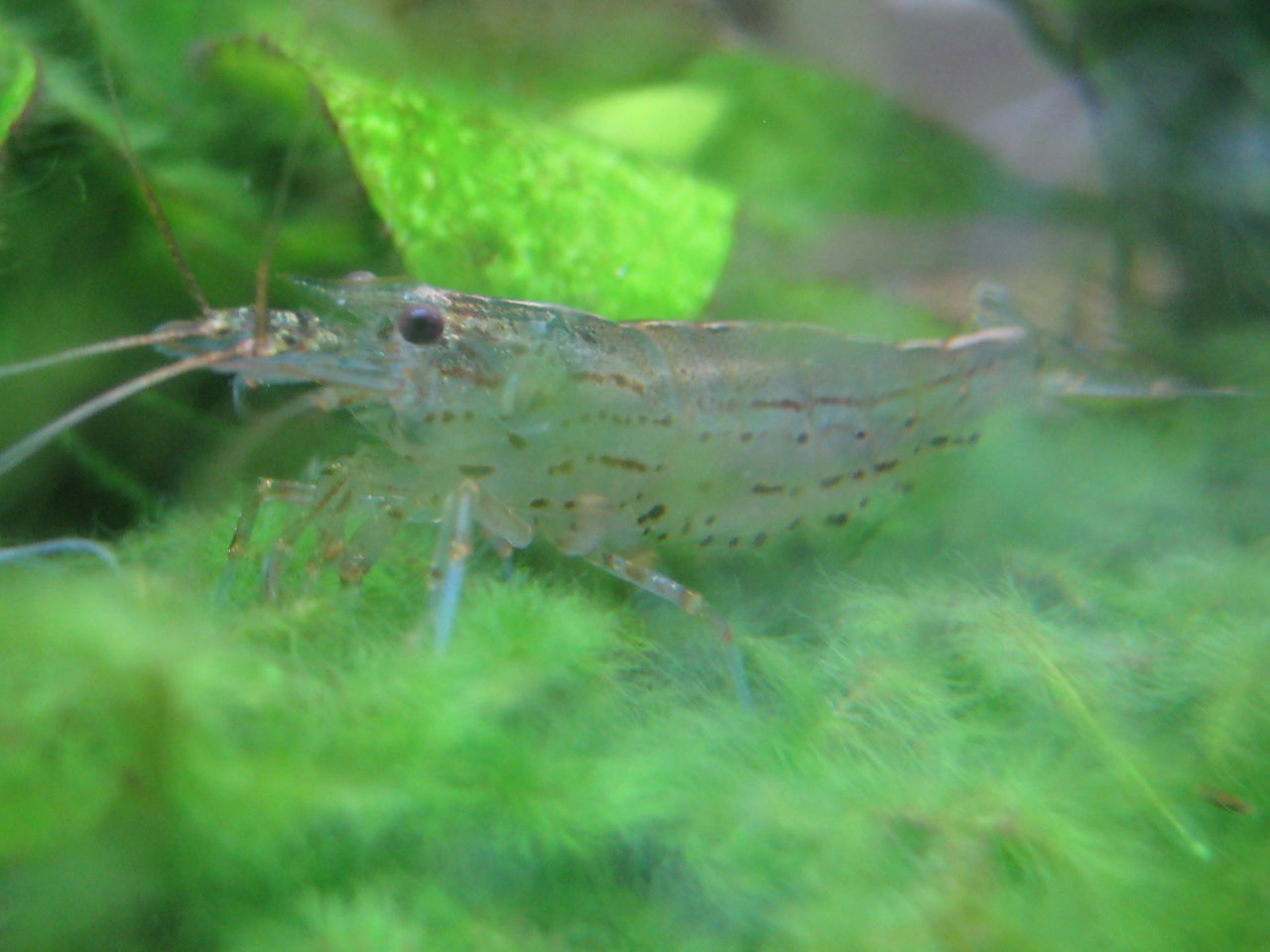 エビ 貝 虎ノ門虎之助のベランダ ラボラトリー Ft メダカ エビ 貝 虎ノ門虎之助のベランダ ラボラトリー Ft メダカ