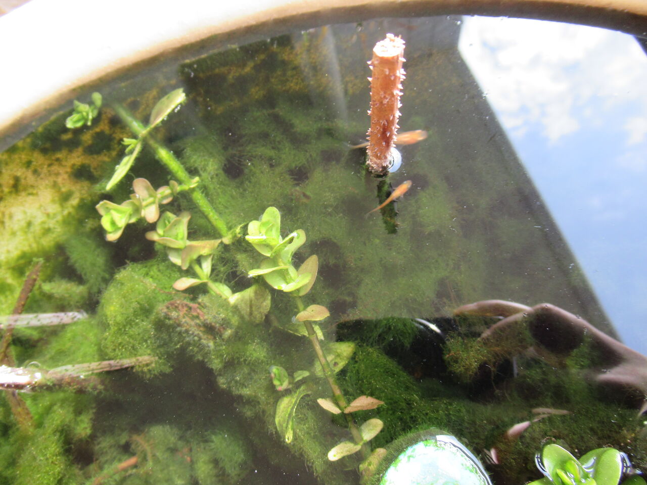 寒い冬でも枯れずに越冬できる多年草の水草の巻 虎ノ門虎之助のベランダ ラボラトリー Ft メダカ